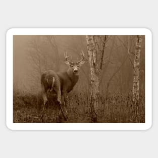 White-tailed Deer Buck in Sepia Sticker